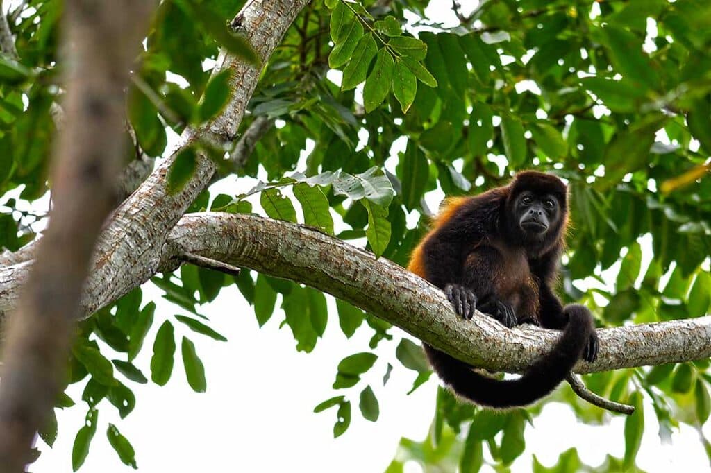 Monkey Island Tour and Panama Canal Boat ride - Image 3