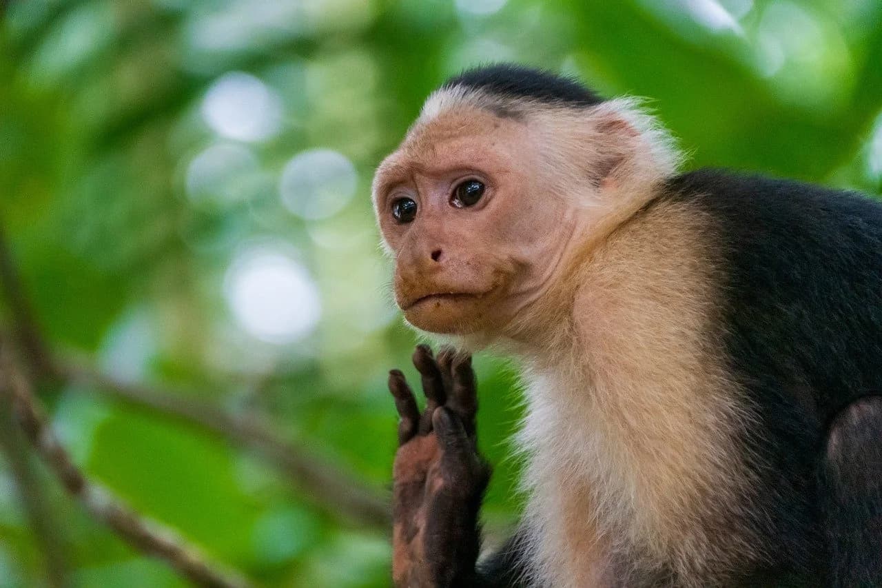 Monkey Island Tour and Panama Canal Boat ride - Image 2